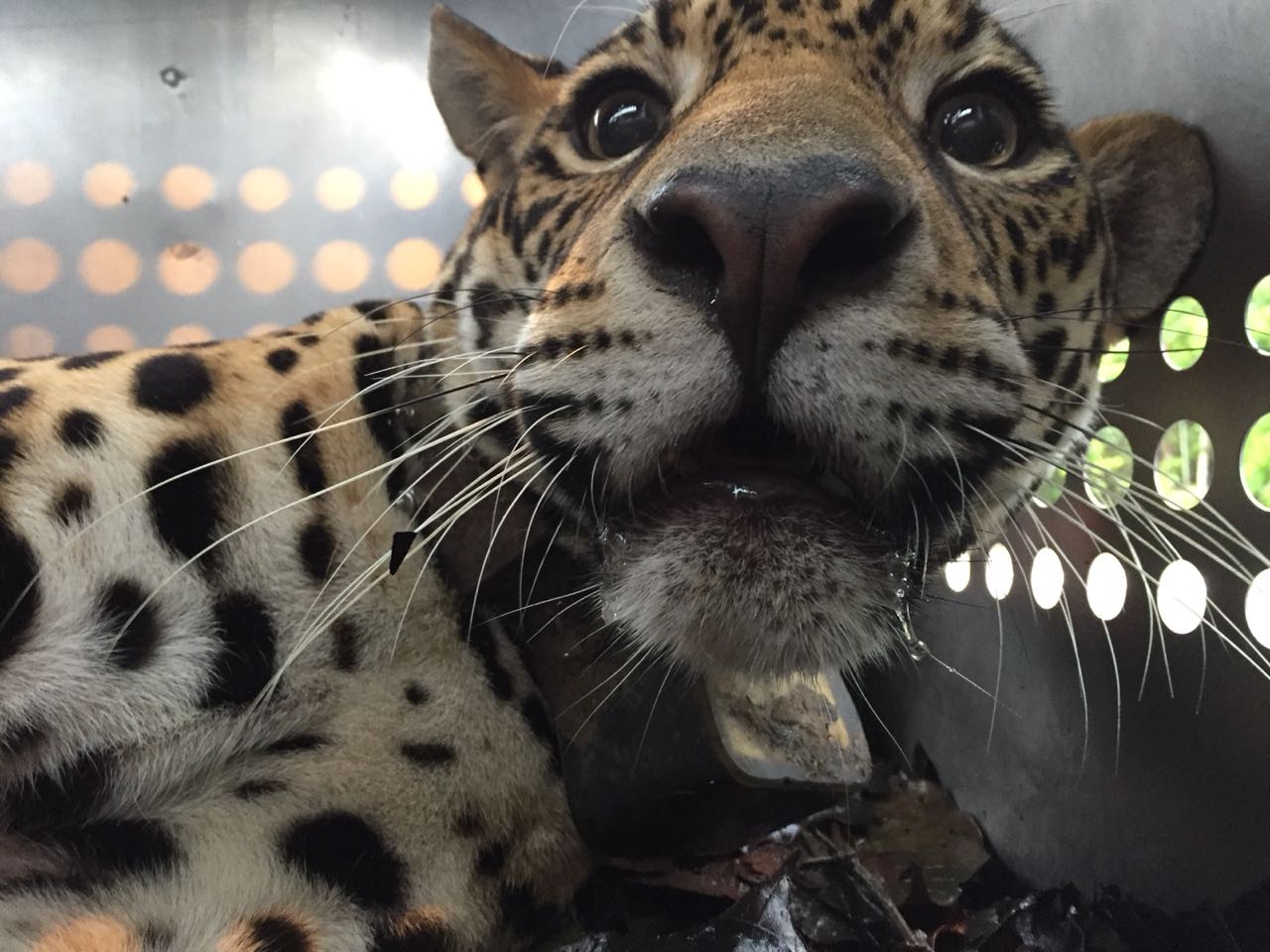 La jaguar D´ yaira, después de un largo proceso de rehabilitación en Parque Turístico Nueva Loja, ha sido trasladada hasta el Parque Nacional Yasuní.